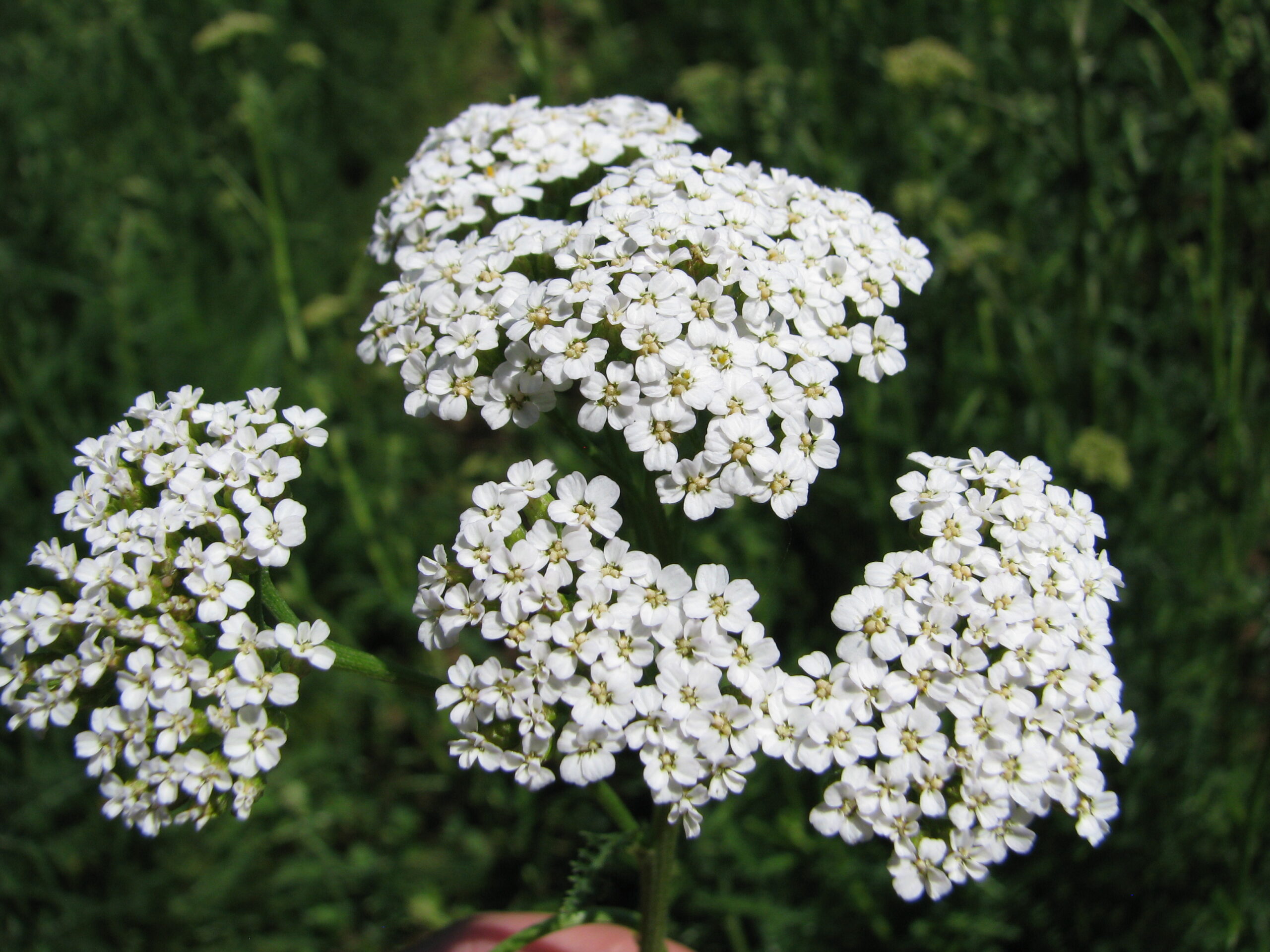 Achillée millefeuille - qualité biodynamique