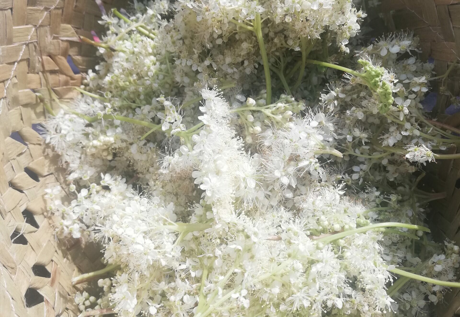 REINE DES PRES PLANTE SECHE