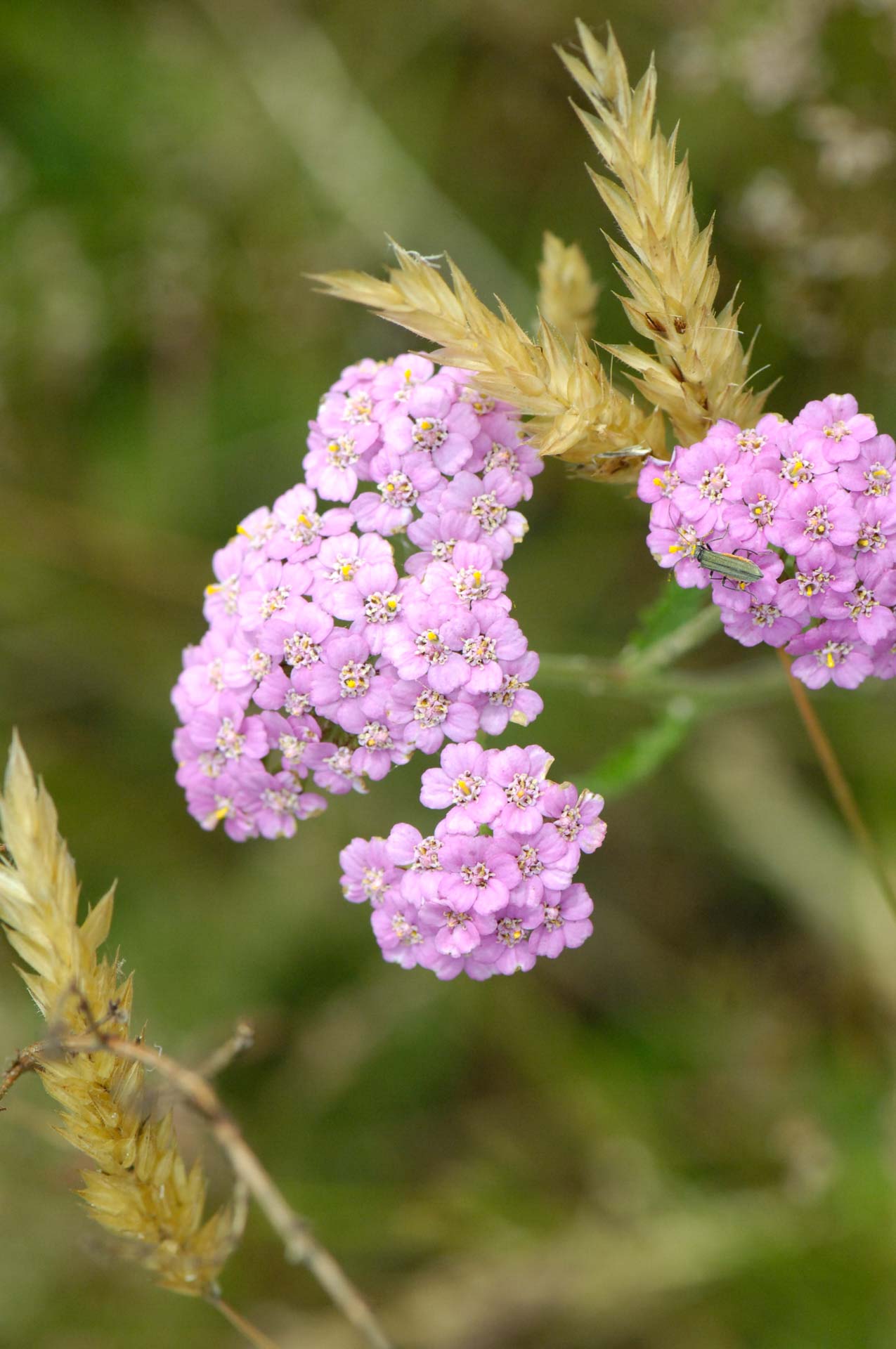 Achillée millefeuille