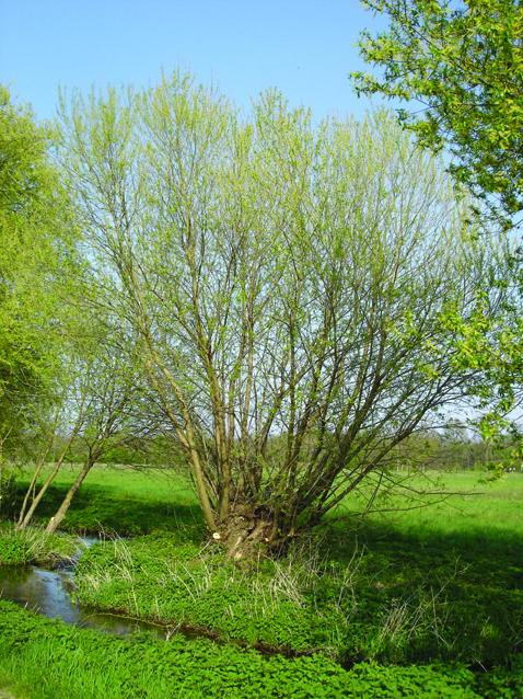 Osier