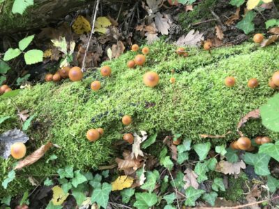 automne champignons