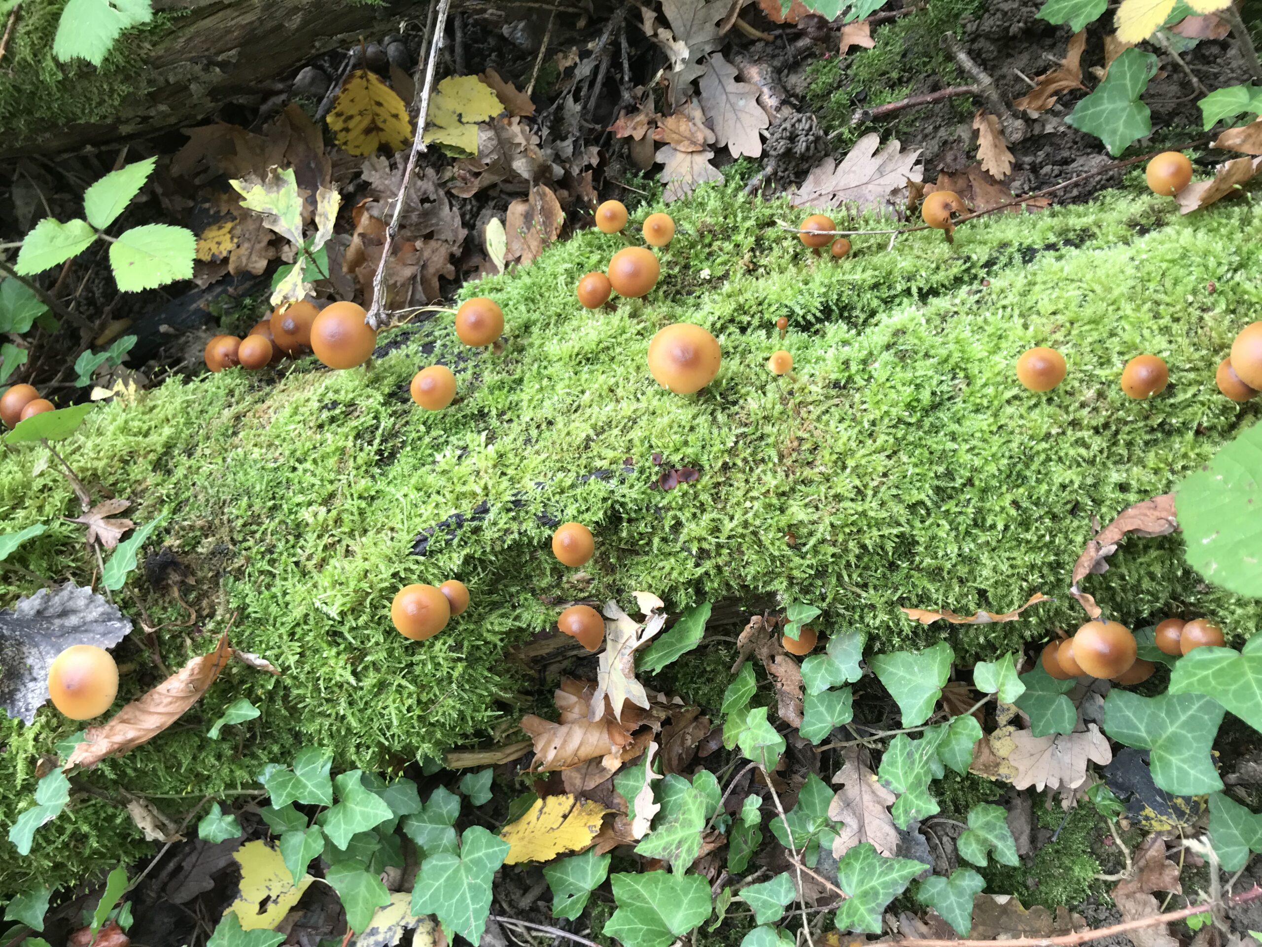 automne champignons
