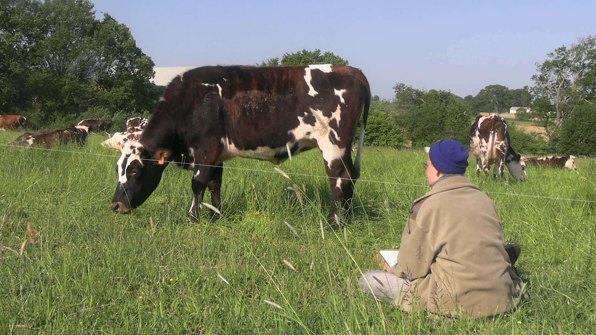 Une vache au pâturage, une personne assise dans l'herbe qui l'observe