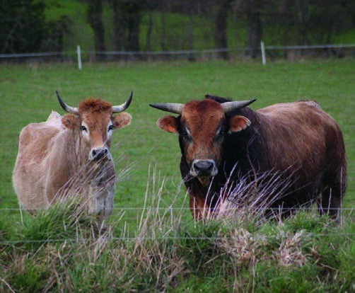 Deux vaches nantaises dans une prairie, face à l'objectif