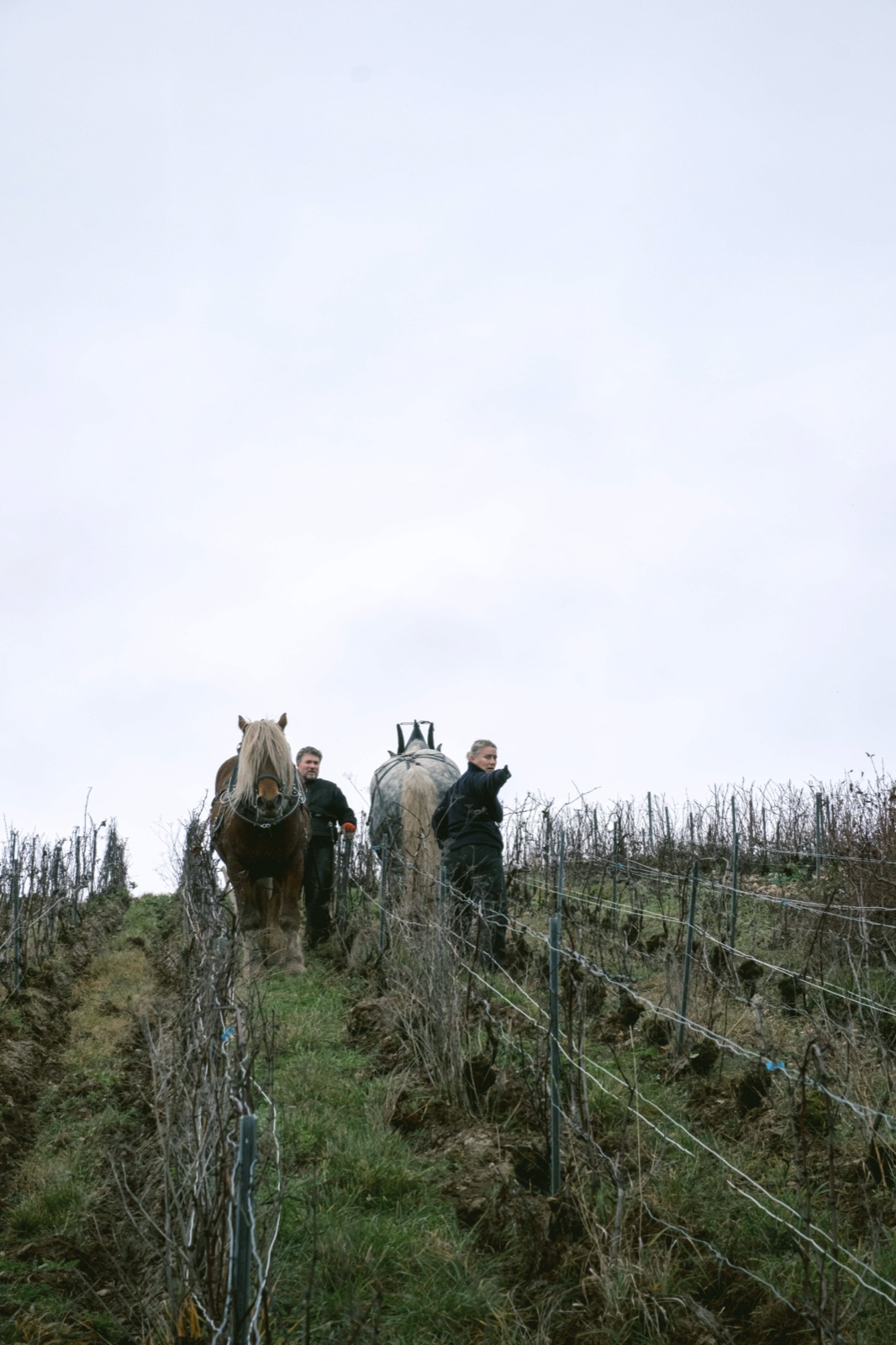 Bénédicte et Manu Leroy travaillant le sol de leurs vignes avec leurs chevaux de trait