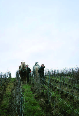 Bénédicte et Manu Leroy travaillant le sol de leurs vignes avec leurs chevaux de trait