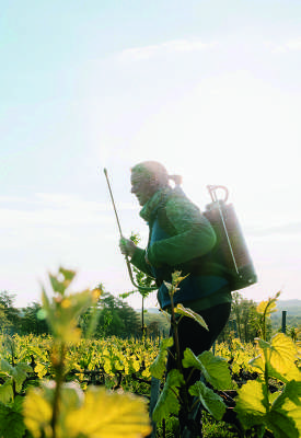 Bénédicte Leroy pulvérisant la silice de corne dans les vignes en fleurs