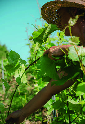 Une main relevant un sarment de vigne, sous un chapeau de paille